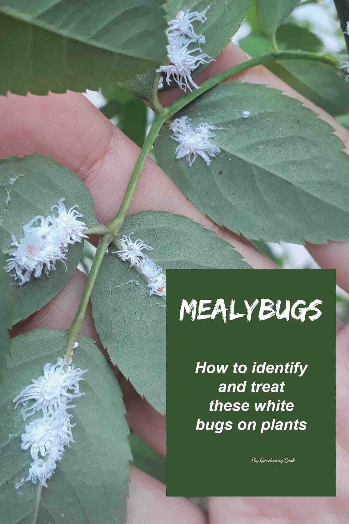 Insetos brancos em plantas com palavras Cochonilhas - como identificar e tratar esses insetos brancos nas plantas.