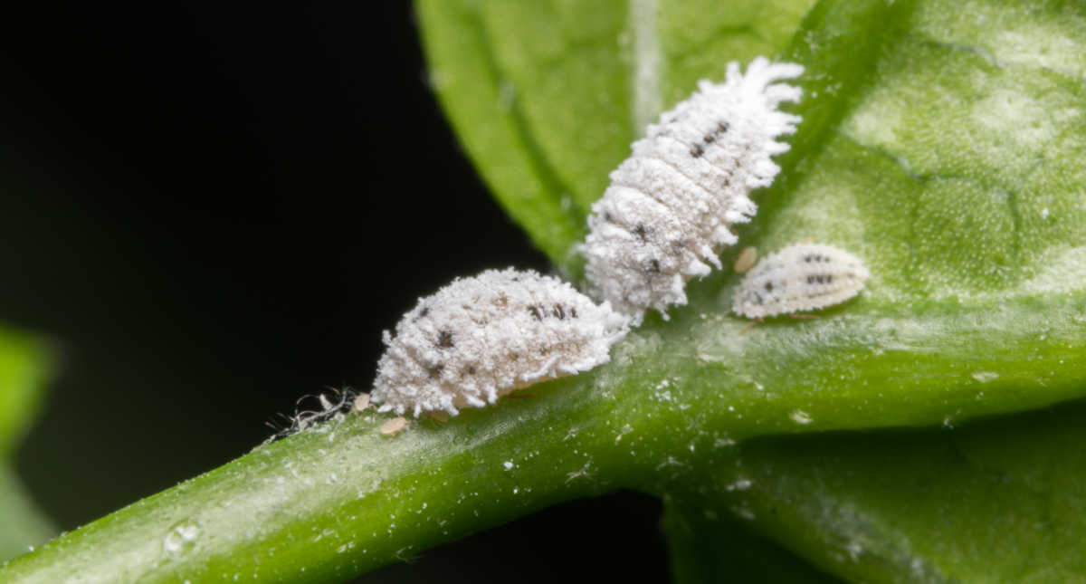 Insetos brancos em plantas - Três cochonilhas em uma folha verde.