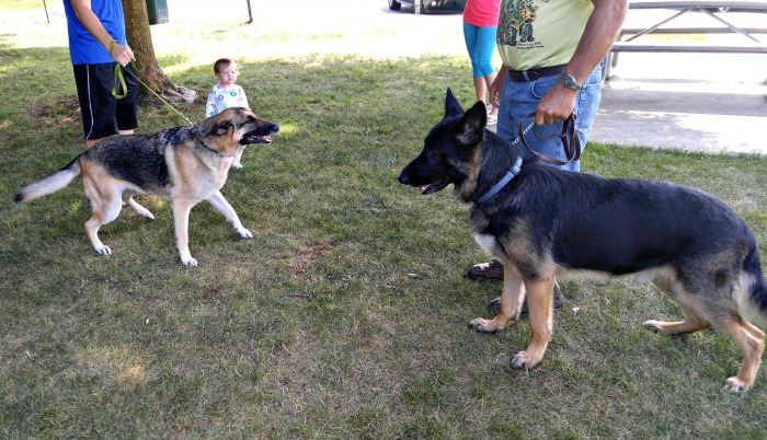 Reserve um tempo para apresentar o cachorro a outros cães que você encontrar ao longo do caminho