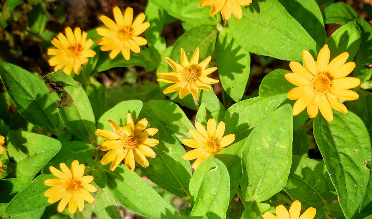 Flores amarelas de melampodium, também conhecido como margarida-dourada.