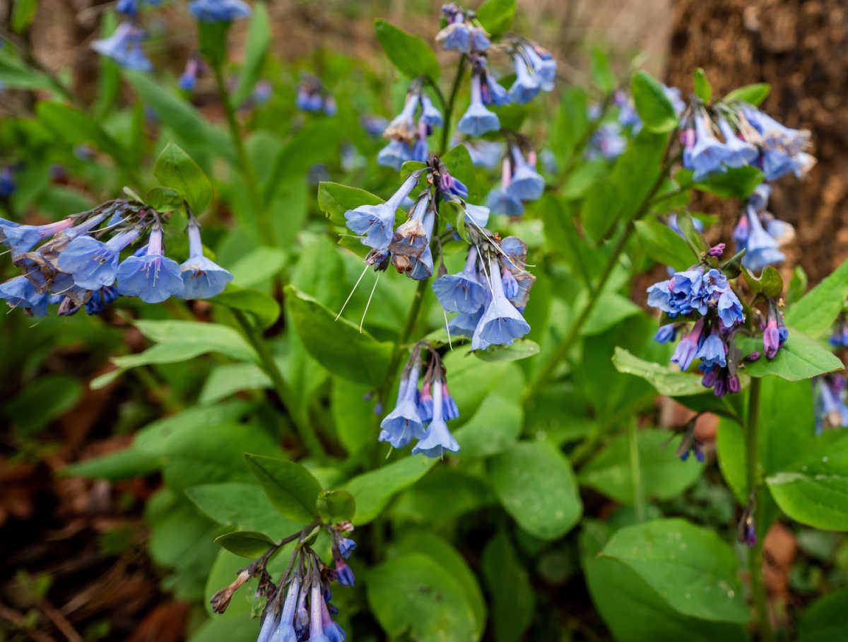 Bluebells-da-Virgínia em plena floração na primavera em um cenário sombreado de bosque.