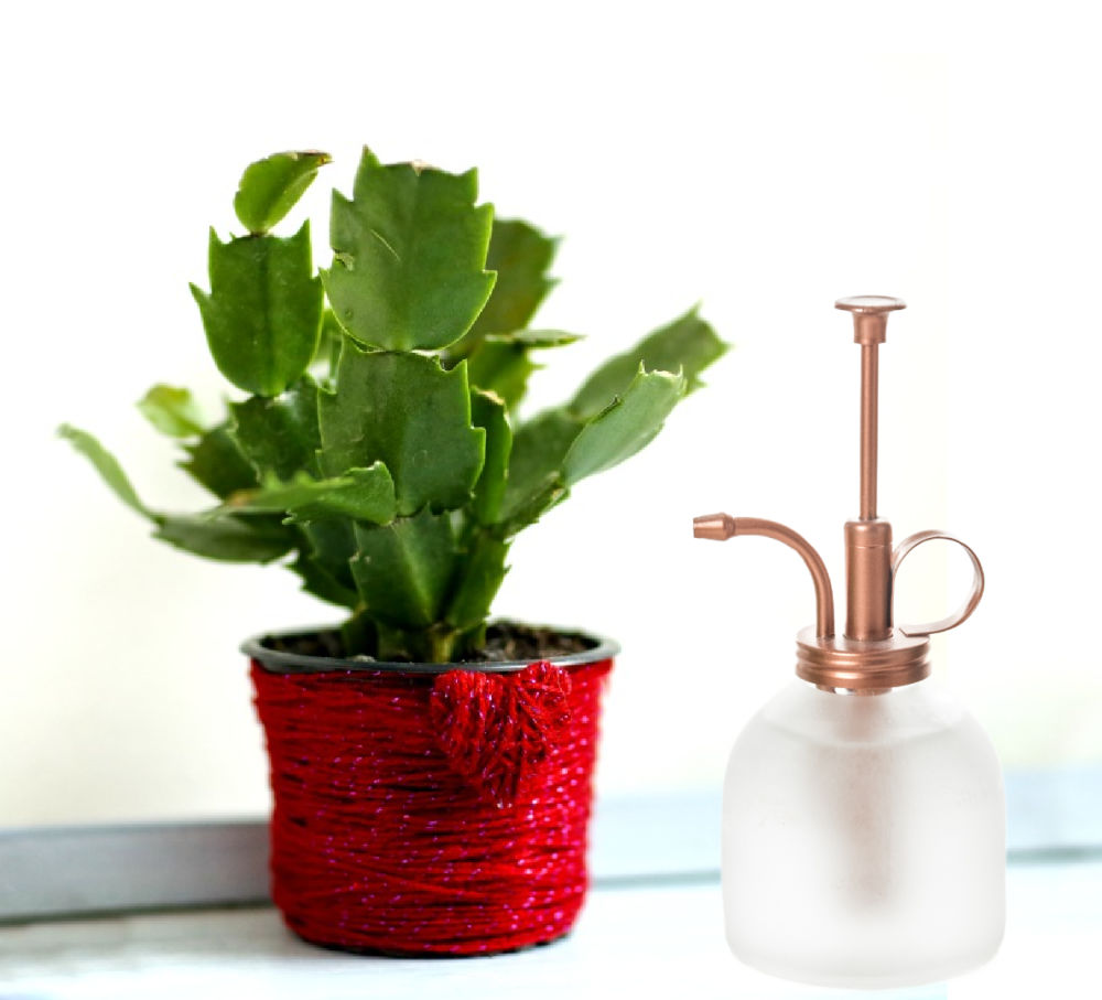 Brume a planta para umidade extra. Planta de Schlumbergera truncata em um vaso envolto em uma corda vermelha ao lado de um borrifador de plantas.