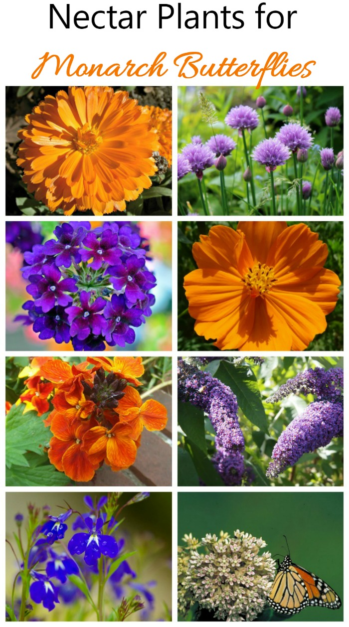 As borboletas monarca adultas amam todo tipo de flores.