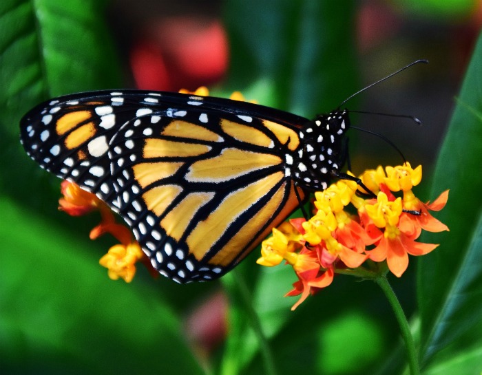 As Monarcas adultas gostam de todo néctar de flores
