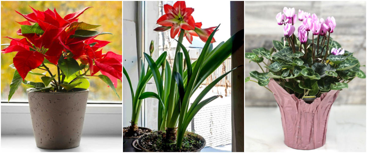 Mais plantas natalinas para cultivar. Uma colagem com imagens de outras plantas natalinas — poinsétia, amarílis e ciclame de floricultura.