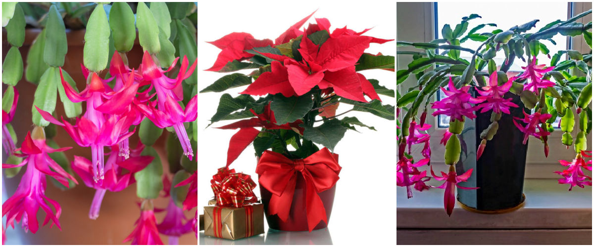 Confira estas publicações sobre plantas de fim de ano. Uma montagem mostrando imagens de flores de cacto-de-Natal, uma poinsétia e um cacto-de-Natal em flor.