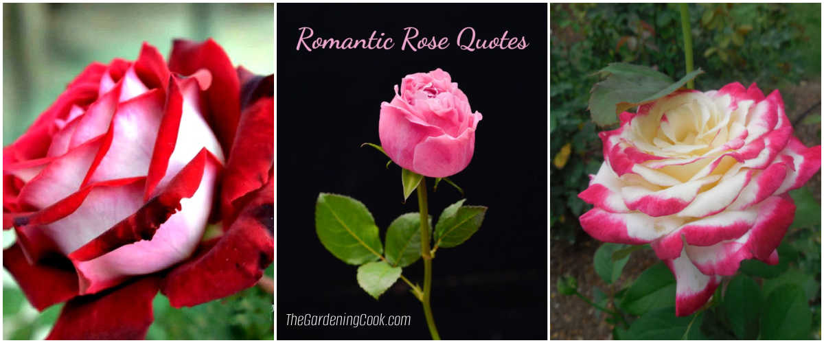 Um mosaico com imagens da rosa Osiria, uma rosa rosa com palavras de citações românticas sobre rosas e uma rosa variegada em tons de rosa e branco.