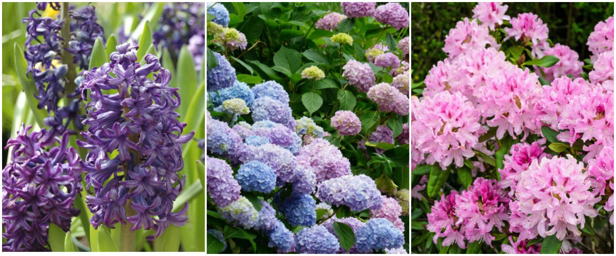 Uma montagem com imagens de flores de jacintos, hortênsias e rododendros.
