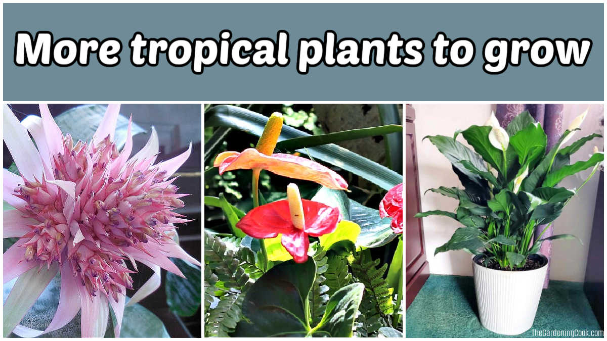Fotos de uma bromélia tropical, uma planta antúrio e um lírio-da-paz. A caixa de texto cinza diz mais plantas tropicais para cultivar.