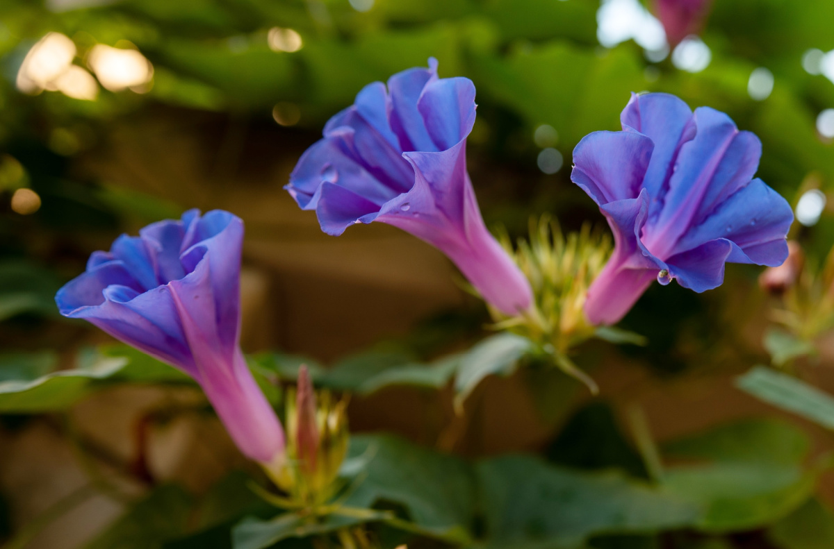 Flores de glória da manhã se abrindo ao amanhecer.