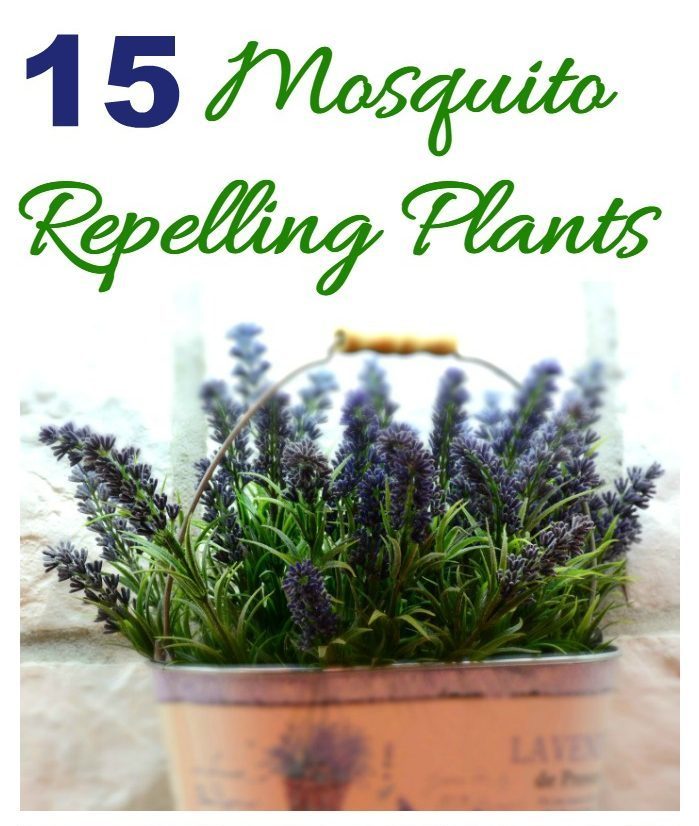 Plantas de lavanda e ageratum com palavras dizendo !5 Plantas que Repelêm Mosquitos.