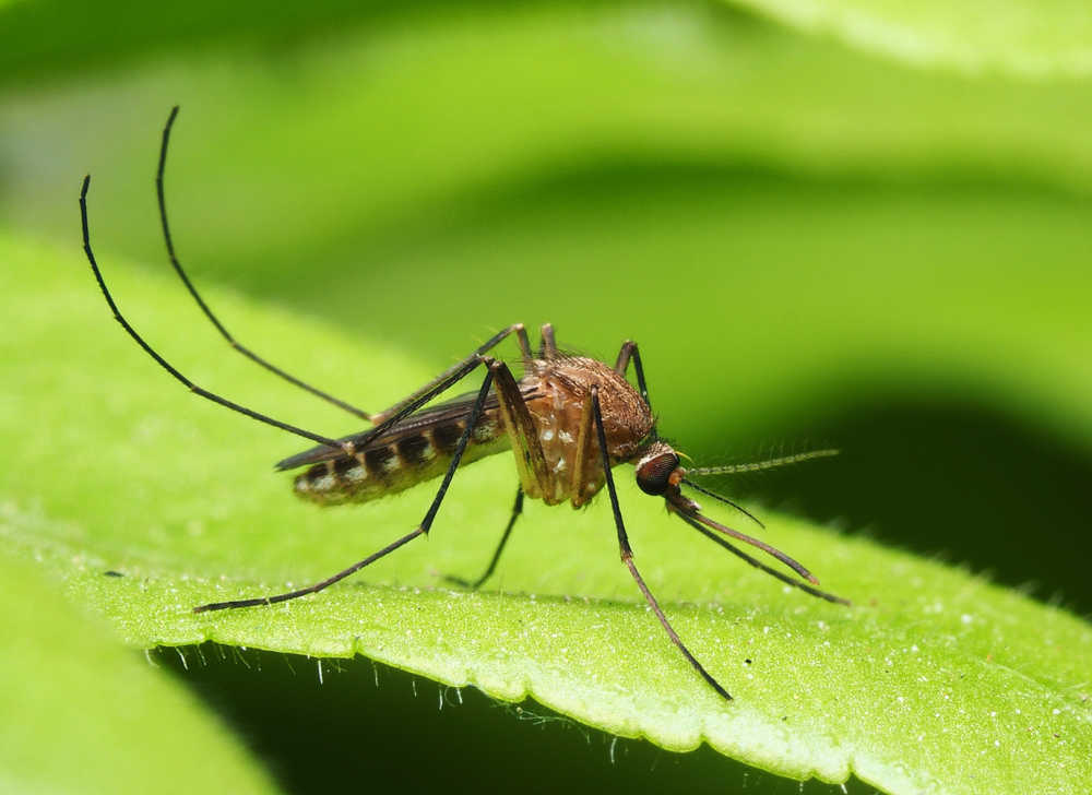 Mosquito em uma folha.