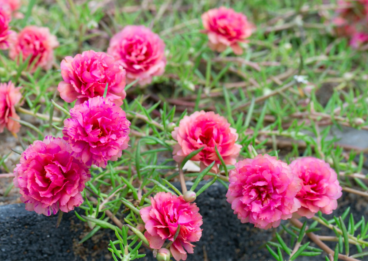 Flores de rosa-mossas cor-de-rosa.