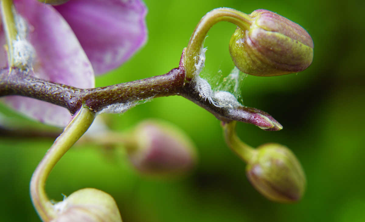 Cochonilhas nos botões de flores da orquídea mariposa.