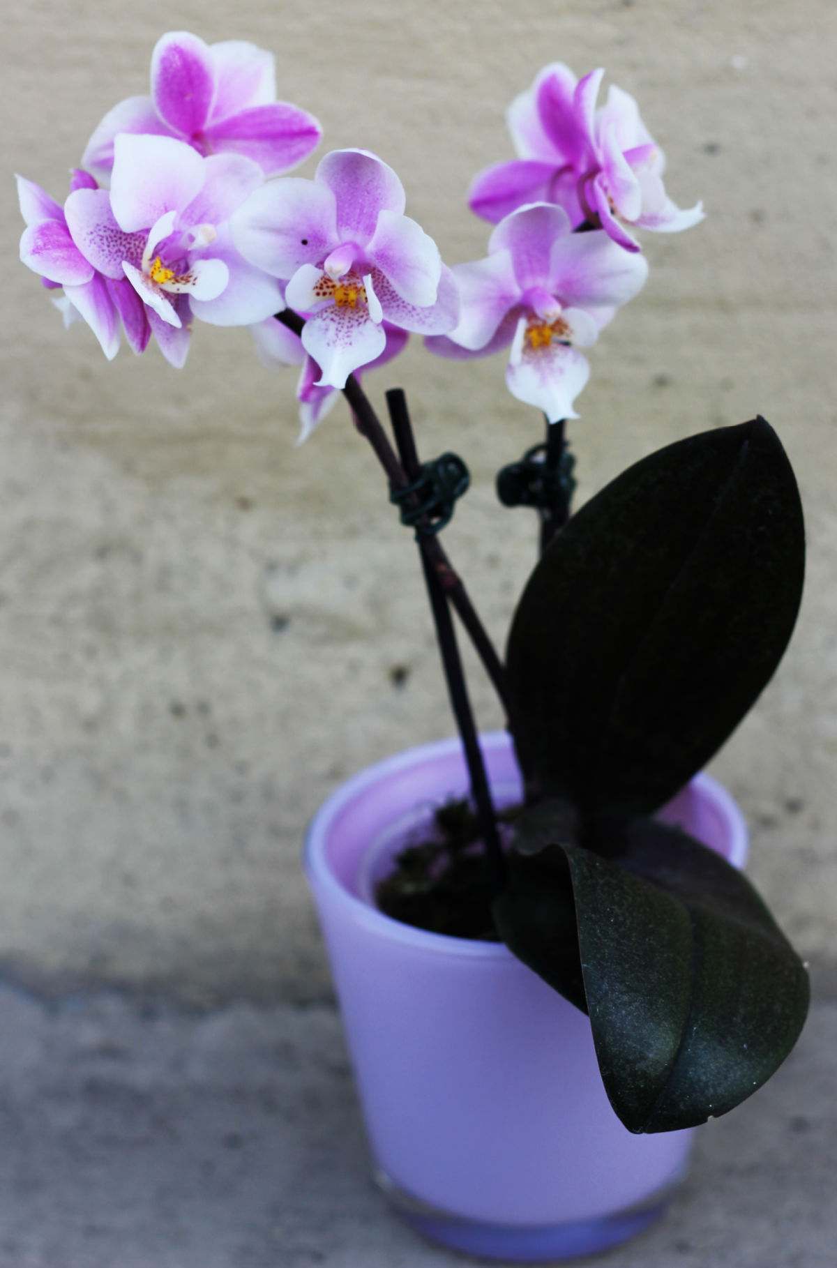 Orquídea-moth em flor em um vaso roxo.