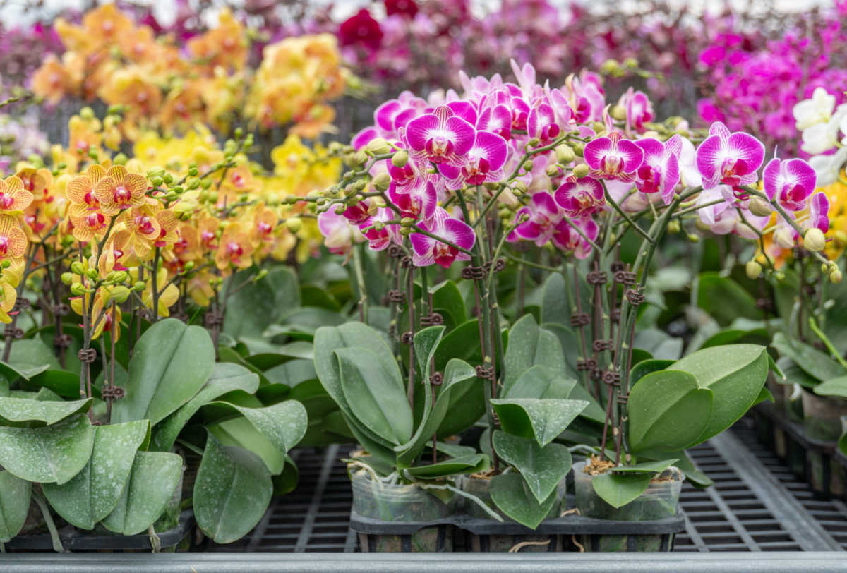 Uma mesa de centro de jardinagem com bandejas de orquídeas Phalaenopsis à venda.
