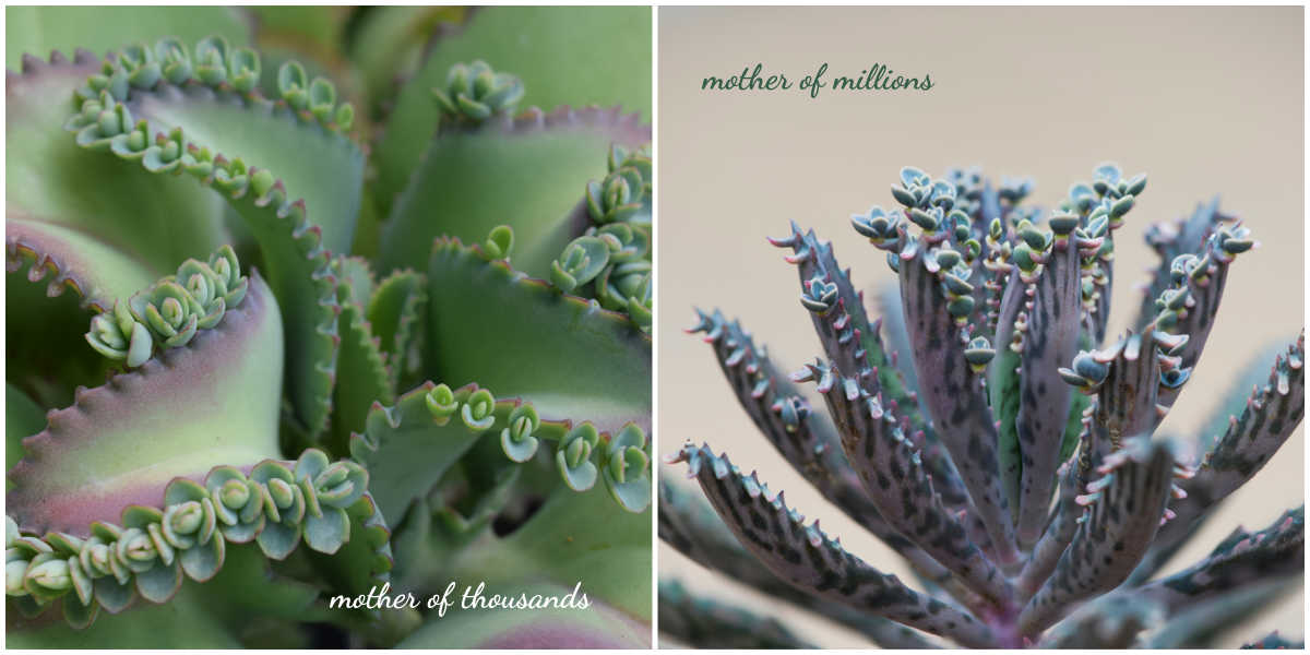 Mãe de milhares vs mãe de milhões