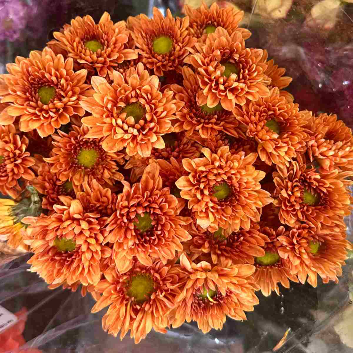 Crisântemo (Chrysanthemum x morifolium) Uma foto em close de um buquê de crisântemos, conhecidos botanicamente como chryanthemum morifolium, embrulhados em plástico floral.