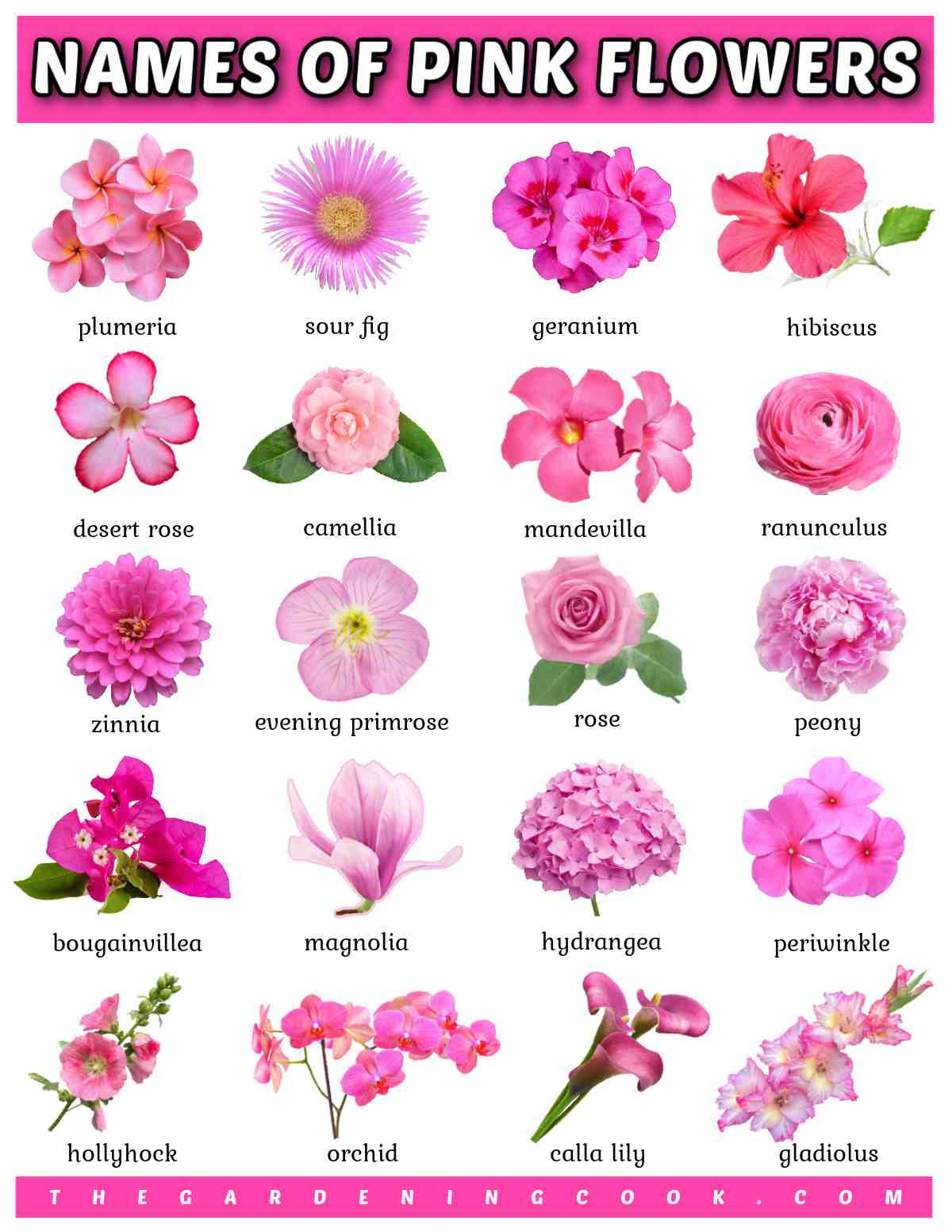 Uma sobreposição de texto em letras de bolha que diz nomes de flores rosas acima de um colagem de 20 imagens de plantas com flores rosas e seus nomes em texto preto pequeno abaixo de cada um.