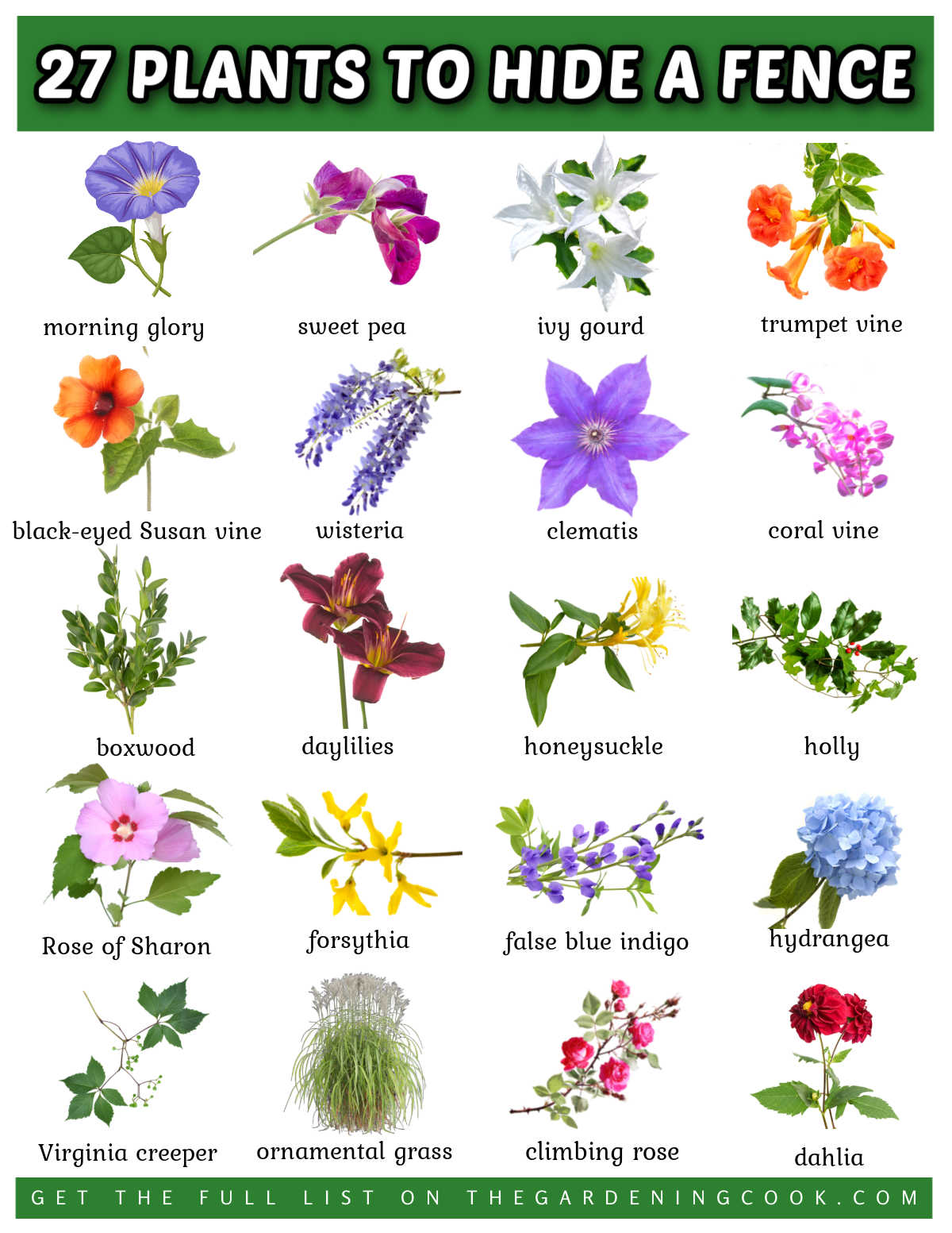 Imagens e nomes de plantas para esconder uma cerca em formato jpg.