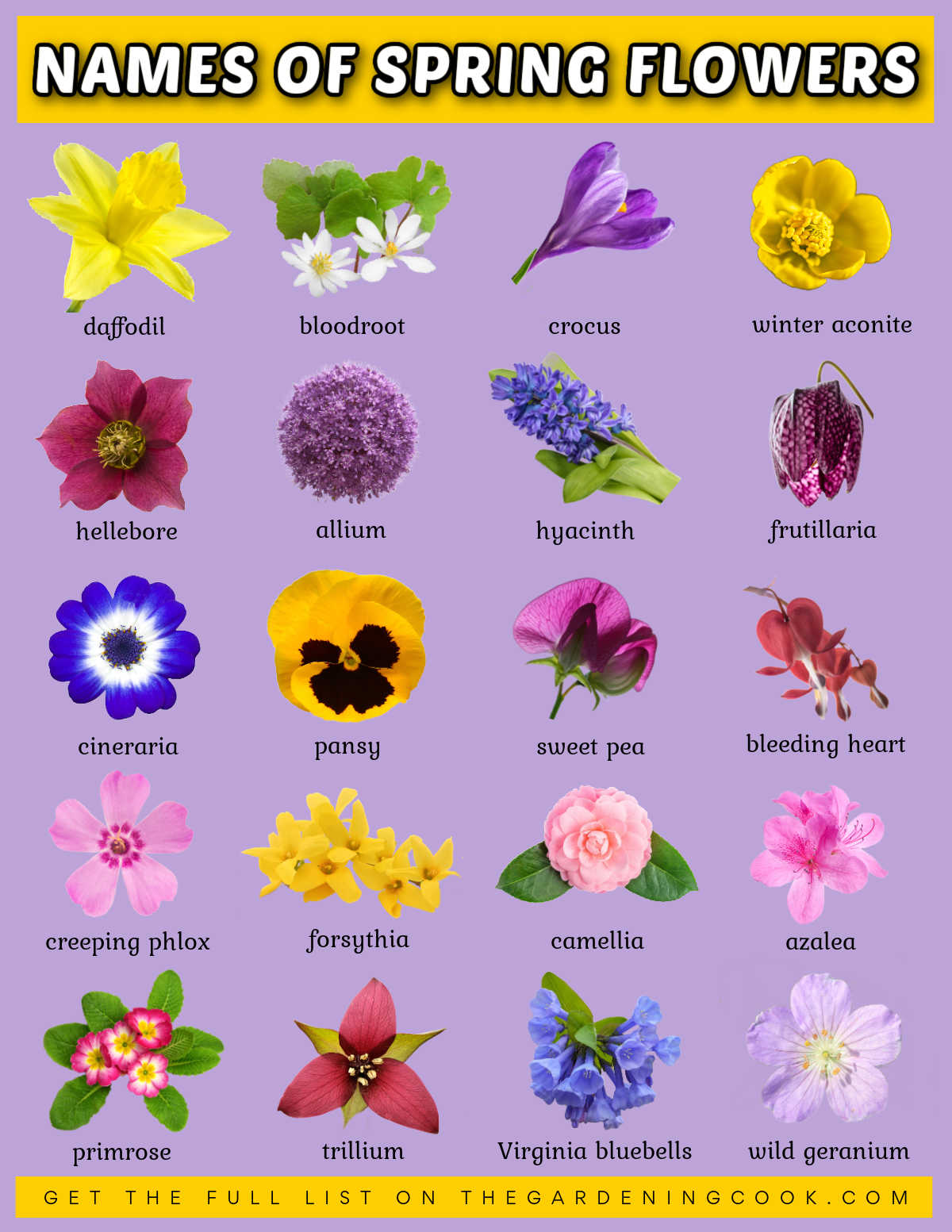 Uma imagem para imprimir e baixar que mostra fotos de flores da primavera com os nomes das flores abaixo de cada imagem.