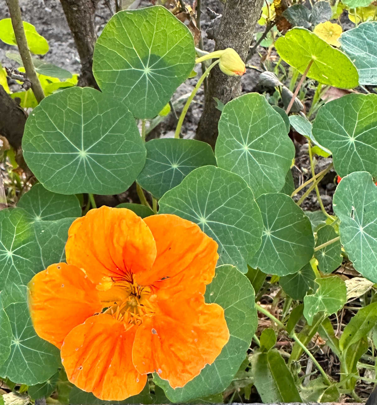 Flor laranja de nastúrcio com folhagem verde.