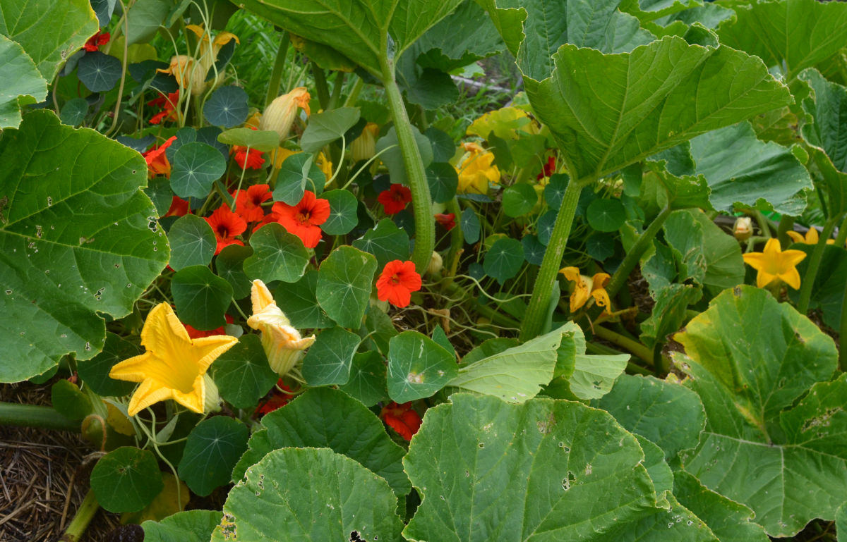 Capuchinhas plantadas perto das abóboras para atuar como uma planta armadilha para os besouros da abóbora.