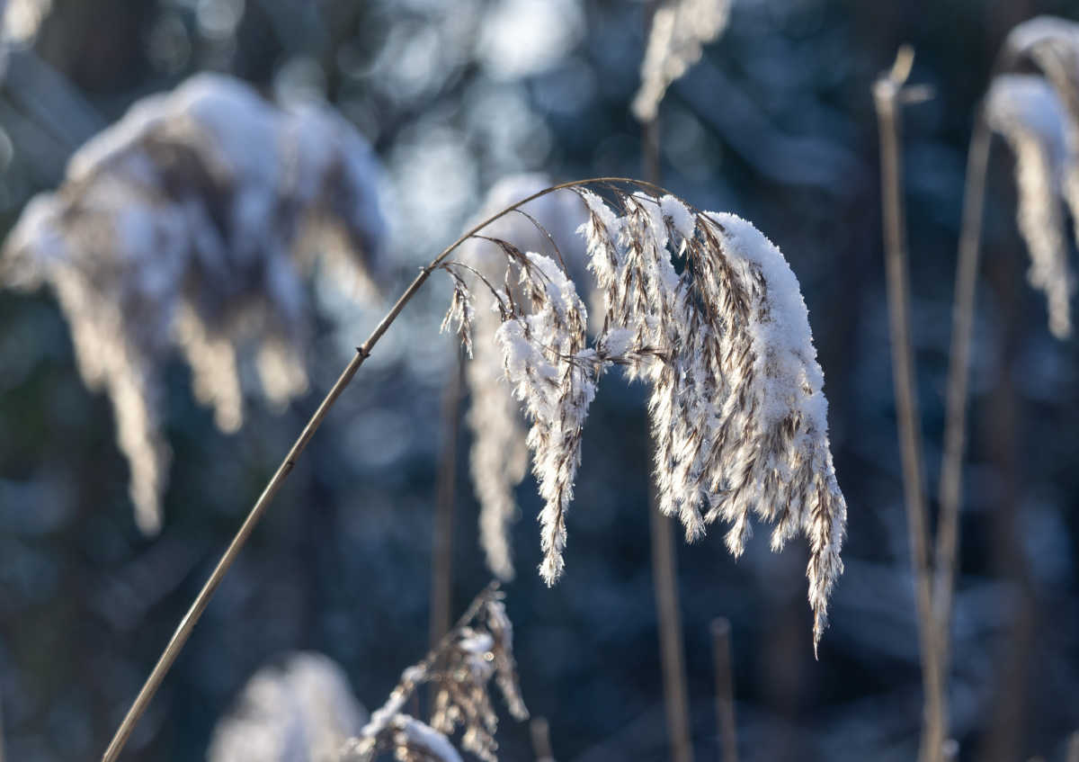 Gramíneas nativas oferecem hastes com sementes para os pássaros Hastes de gramíneas nativas com uma camada de neve sob o sol de inverno são uma boa forma de atrair pássaros para o seu quintal no inverno.