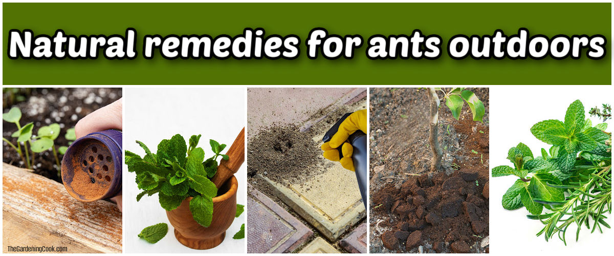 Imagens de remédios naturais para formigas ao ar livre, incluindo canela, hortelã-pimenta, vinagre, borra de café e ervas aromáticas.