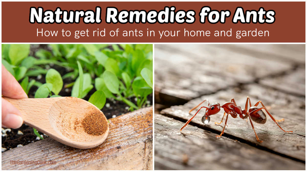 Remédios naturais para formigas na sua casa e no seu jardim.
