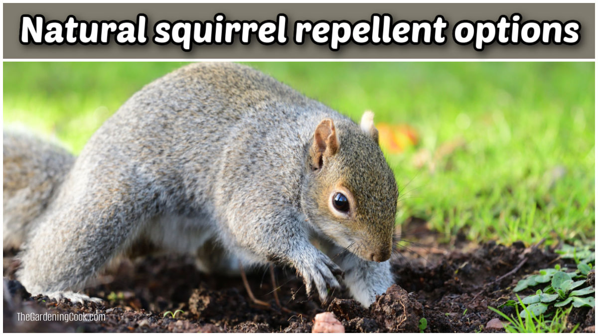 Um esquilo cinza cavando em um jardim. O texto sobreposto diz opções de repelente natural para esquilos.