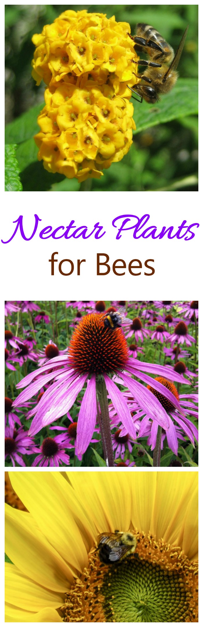 Plantas de néctar que atraem abelhas