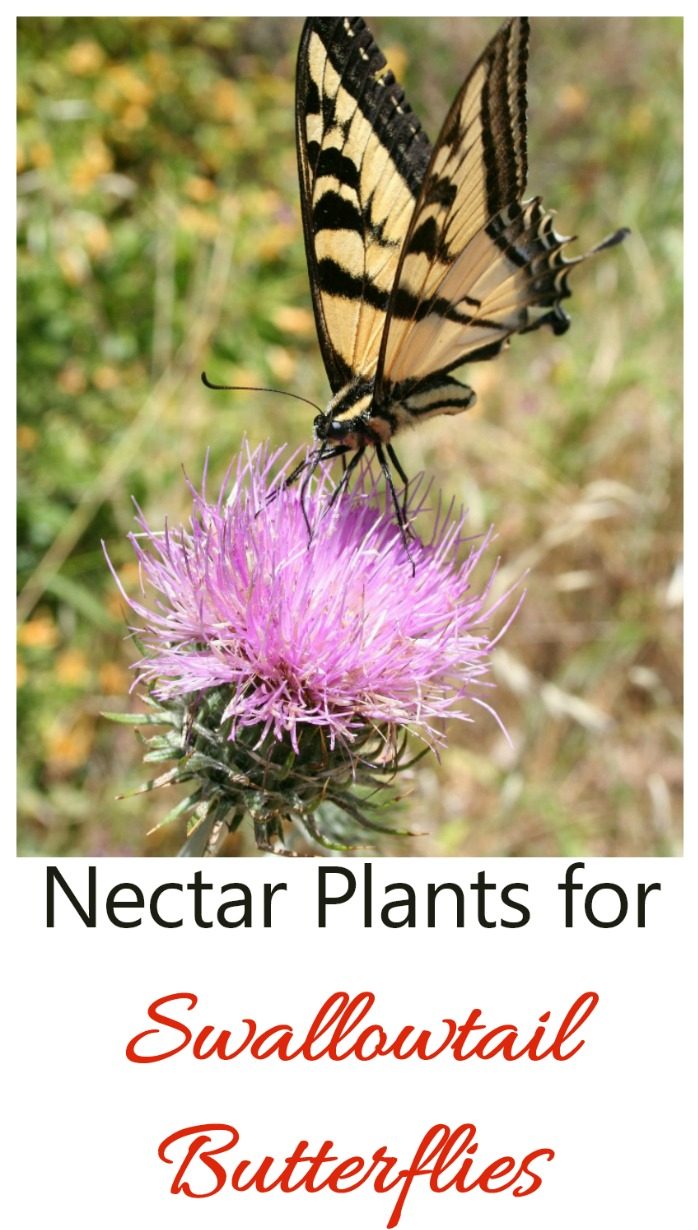 Borboleta em uma flor rosa com as palavras Plantas nectaríferas para borboletas-rabo-de-andorinha.