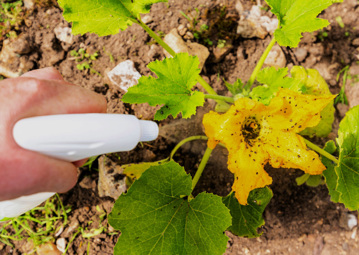 Spray de plantas de abobrinha com óleo de neem.
