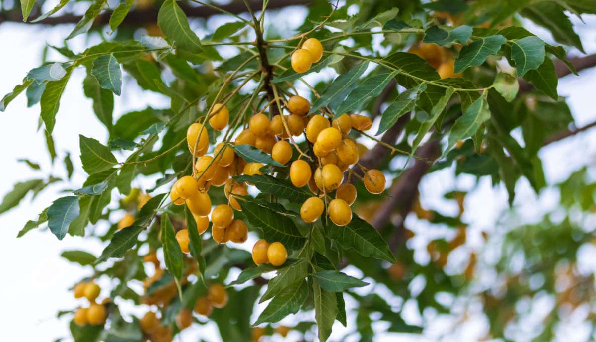 Árvore de neem com sementes amarelas.
