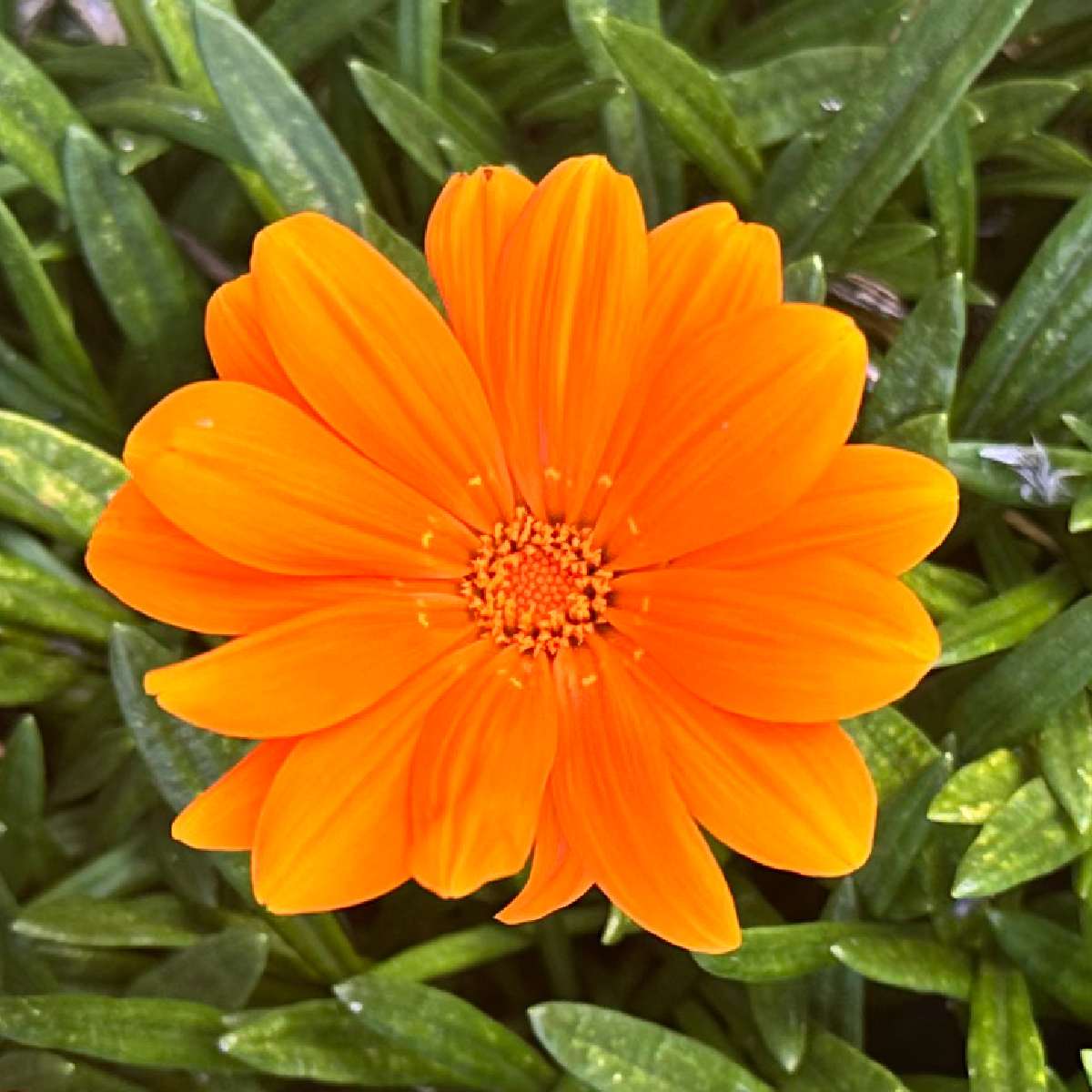 Flor-da-fortuna 'New Day Clear Orange' (Gazania rigens 'New Day Clear Orange') Uma flor-da-fortuna laranja, conhecida botanicamente como Gazania rigens 'New Day Clear Orange', contra folhagem verde-escura.