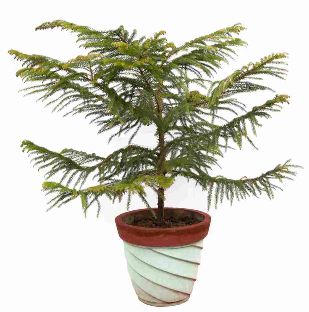 Pinheiro da Ilha Norfolk em um vaso branco de planta.