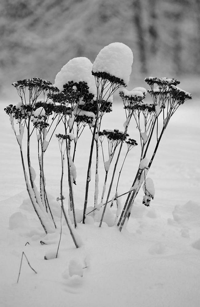 Vagens de sementes cobertas de neve no Noroeste de Connecticut