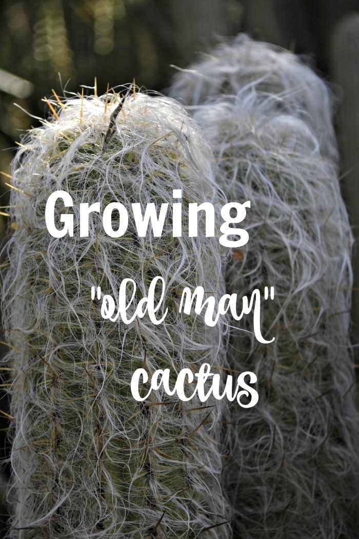 Cactos Velhos em Crescimento