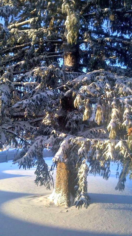 Uma árvore de pinho coberta de neve em Ontario, Canadá