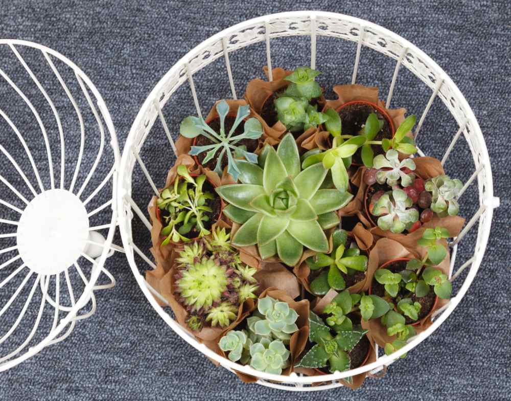 Gaiola branca em cima de um tapete com uma coleção de plantas suculentas dentro dela.