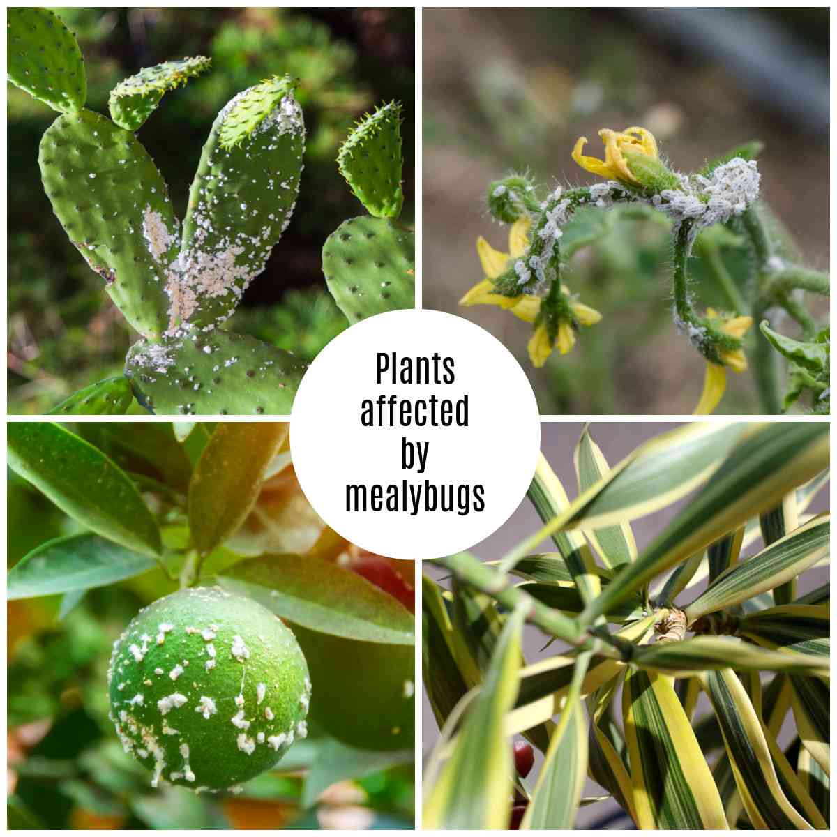 Plantas afetadas por cochonilhas - cacto, plantas de tomate, cítricos e dracena.