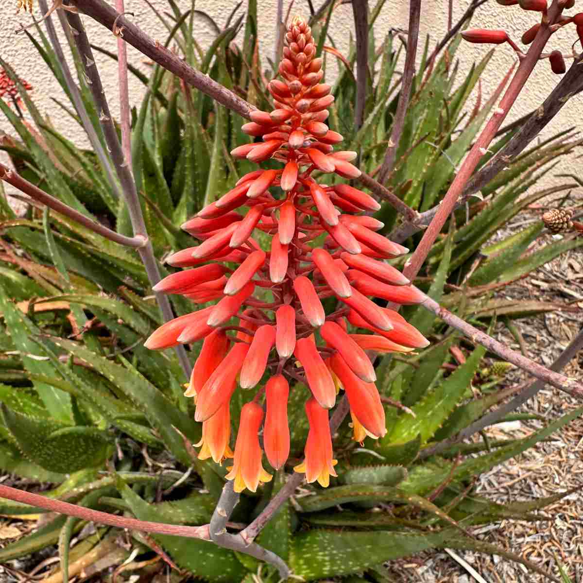 Flor de aloe (Aloe ssp.) Uma foto de uma flor laranja de aloe e das folhas da planta de aloe em cobertura morta marrom-clara.