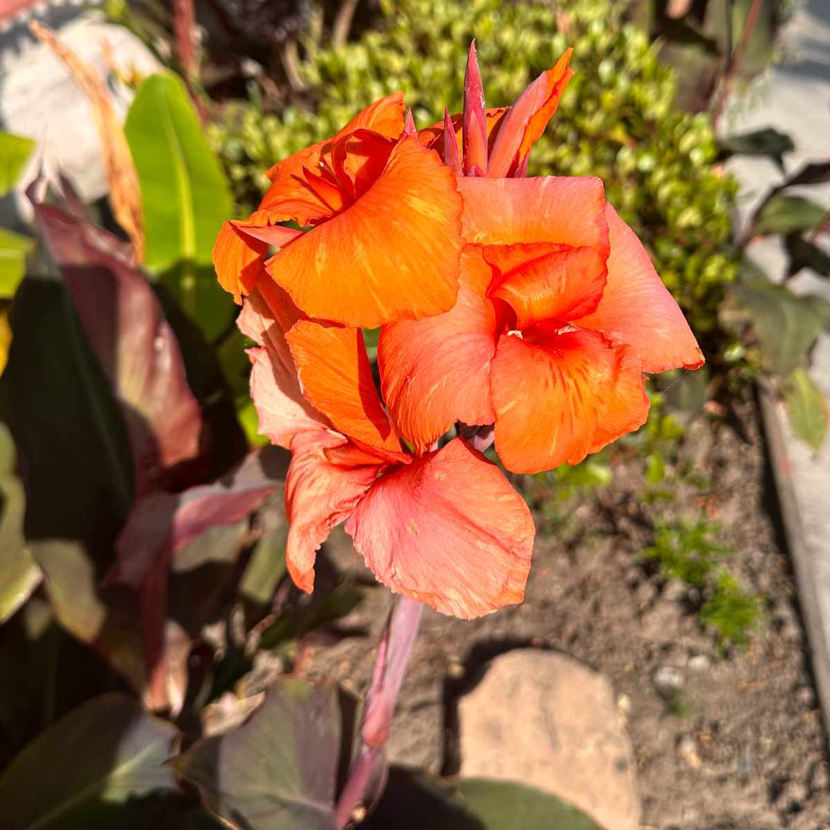 Cana-da-índia (Canna ssp.) Uma cana-da-índia com flor laranja em um canteiro, com outras plantas visíveis ao fundo.