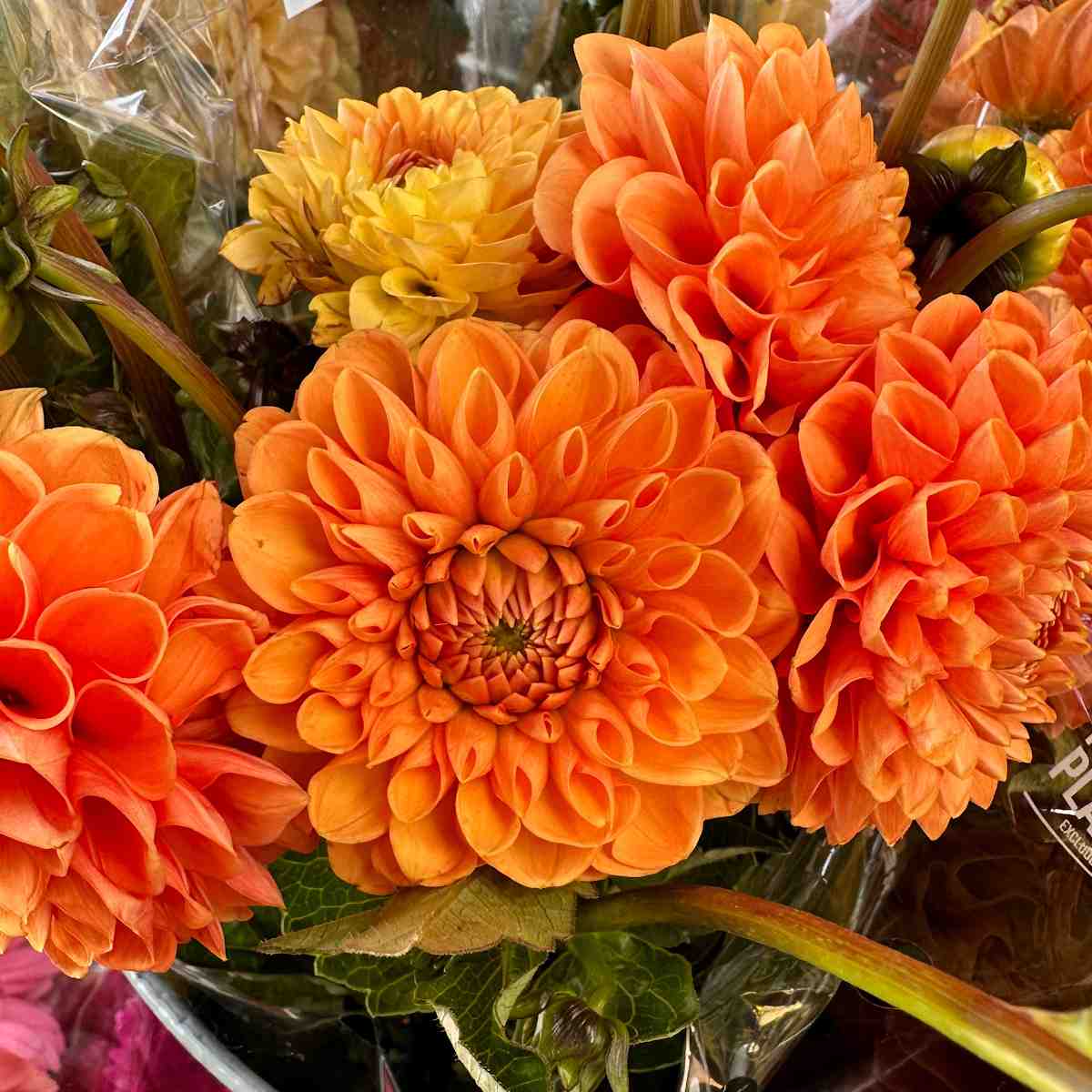 Dália (Dahlia ssp.) Um buquê de dálias laranjas dentro de um invólucro floral de plástico.