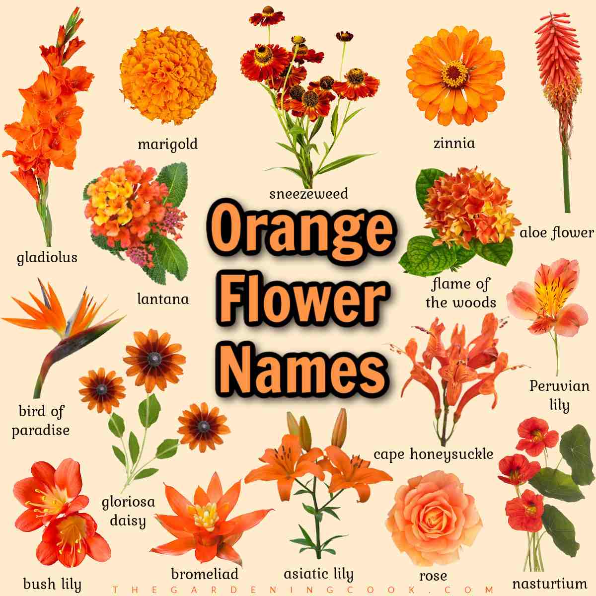 Uma sobreposição de texto que diz nomes de flores laranjas, no centro de uma imagem quadrada com fundo bege desbotado e 16 fotos de flores laranjas com os nomes de cada flor escritos abaixo em texto preto.