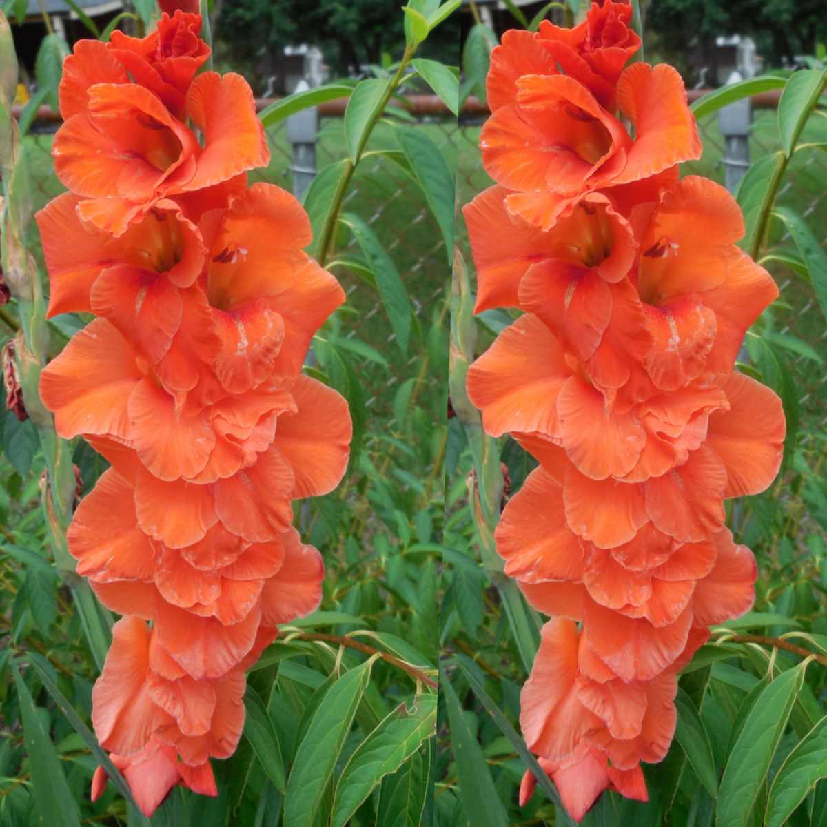 Gladíolo (Gladiolus ssp.) Duas hastes de flores de gladíolo laranja, totalmente floridas, em um quintal.