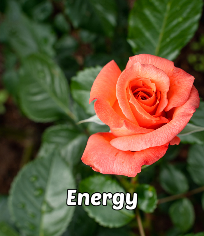 Uma rosa laranja vibrante cercada por folhas, representando energia e entusiasmo.