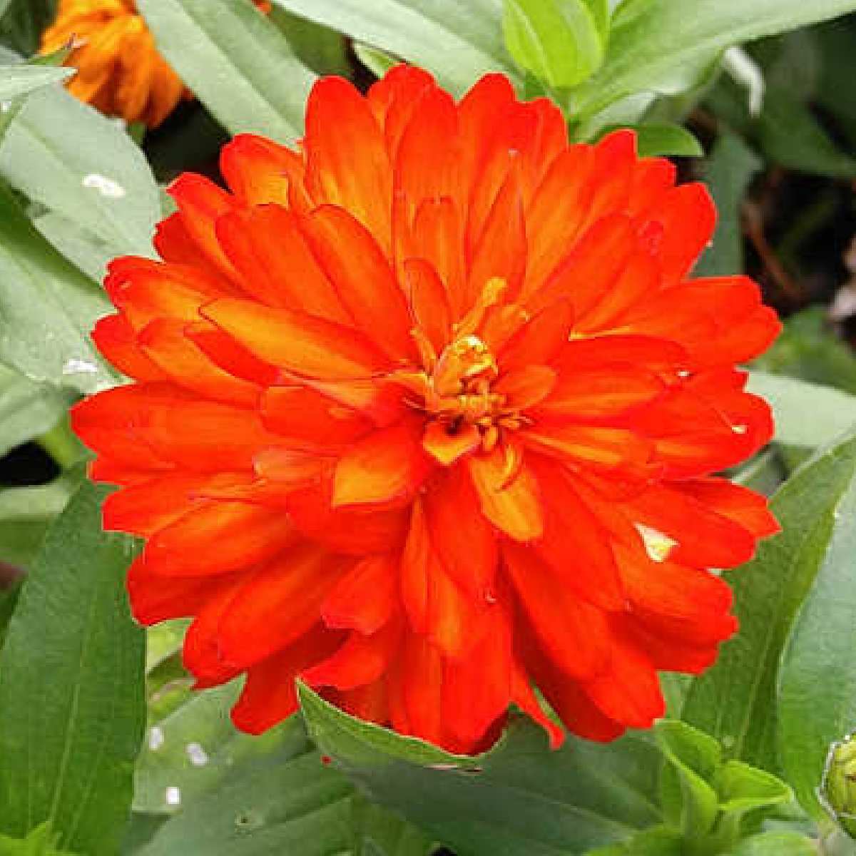 Zínia (Zinnia ssp.) Uma zínia laranja exuberante e sua folhagem.