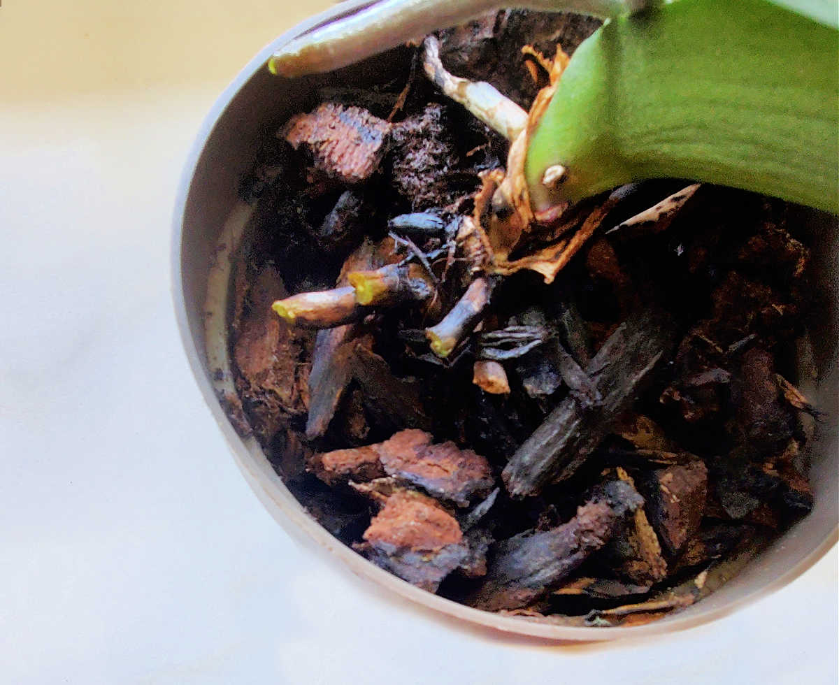 Um vaso de jardim em uma bancada branca com uma orquídea para iniciantes crescendo em mistura de plantio para orquídeas.